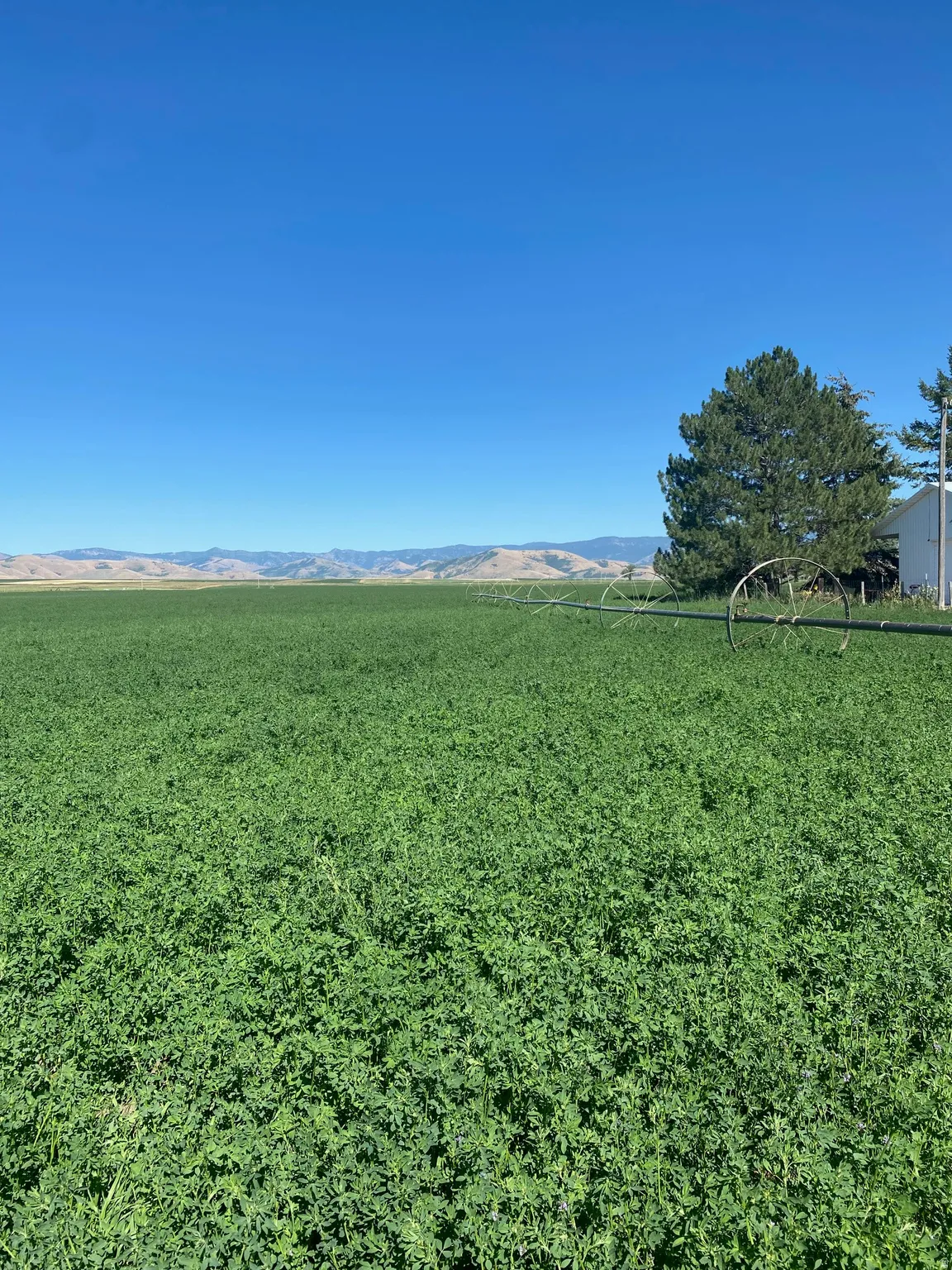 Expansive green field with an irrigation system, mature trees, and distant hills under a clear sky