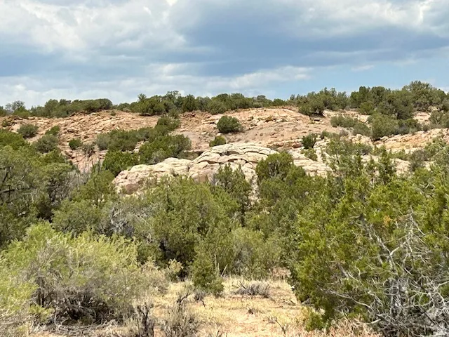View of local wilderness