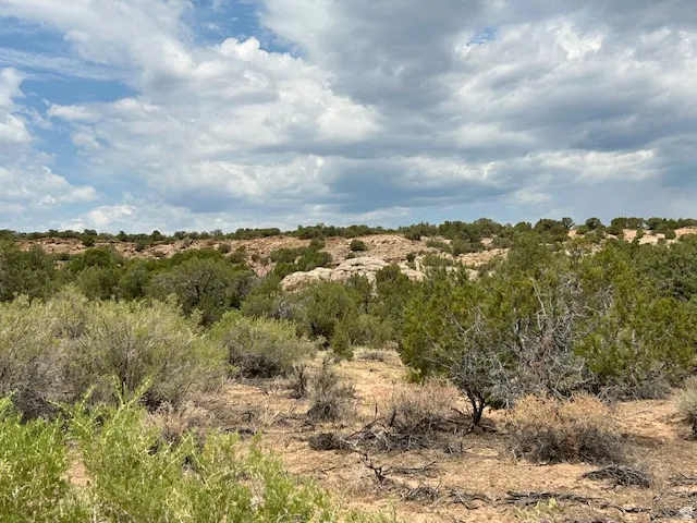 View of local wilderness