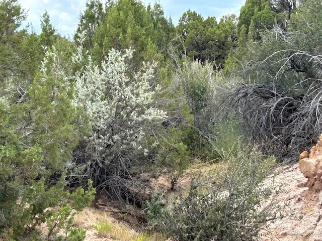 View of tree filled area