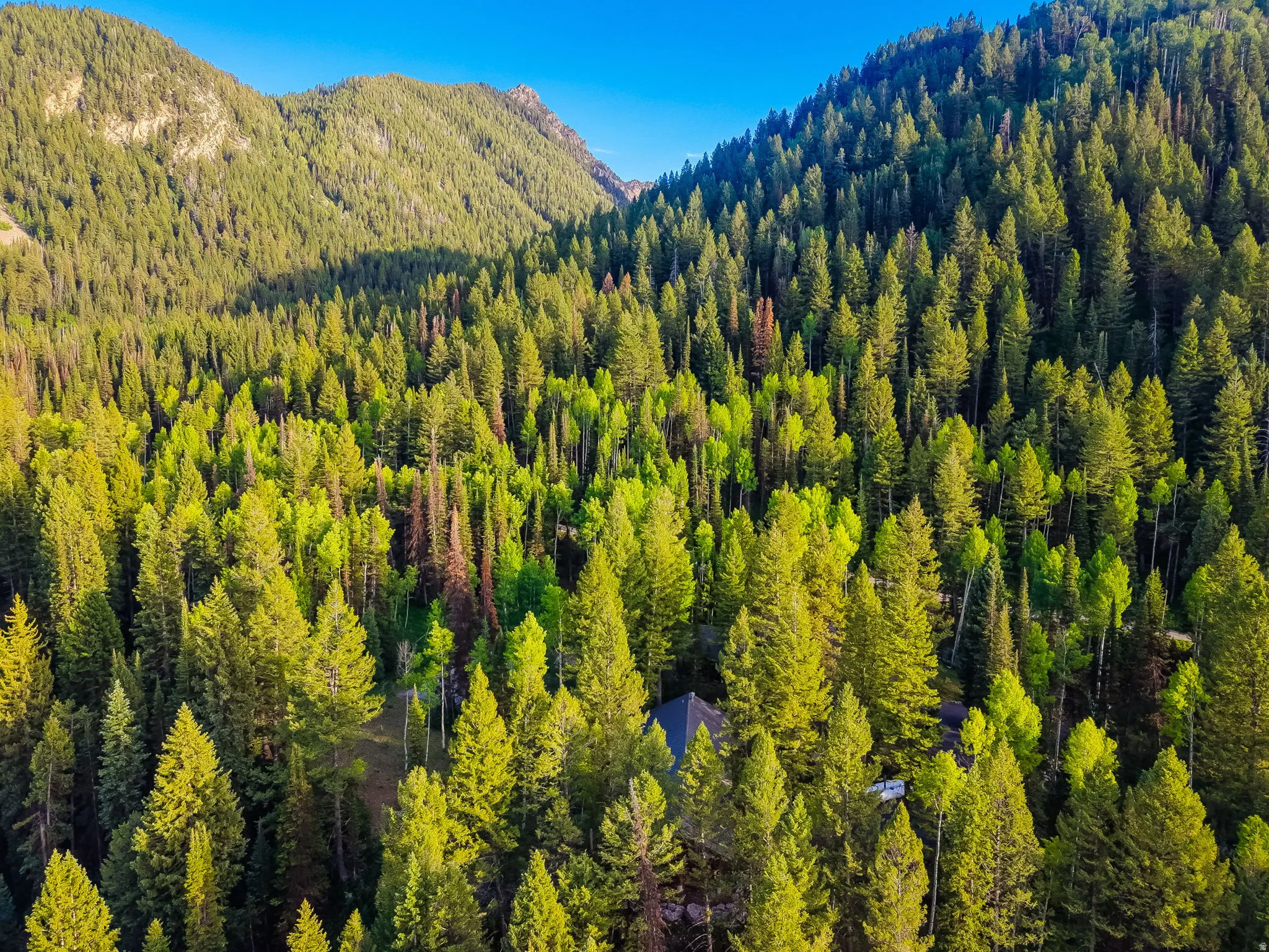 Mountainous landscape featuring a residential structure nestled within a dense forest of evergreen and deciduous trees