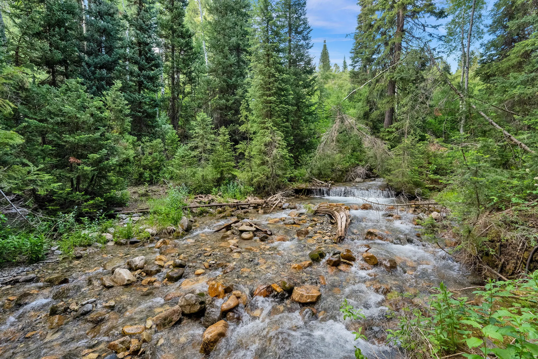 Rocky stream with flowing water, surrounded by dense evergreen trees and natural ground cover