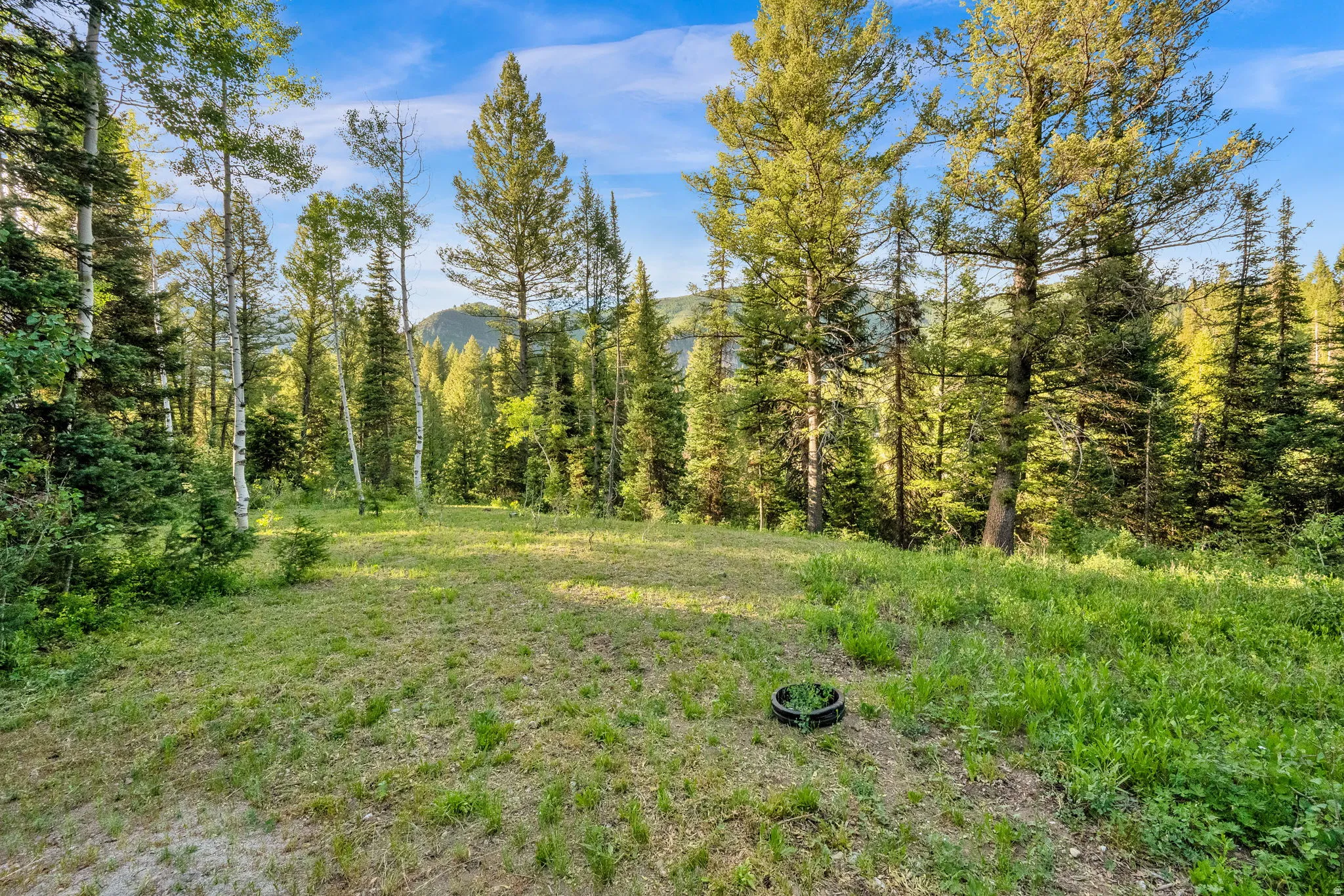Expansive clearing surrounded by mature evergreen and deciduous trees, with distant mountains under a blue sky