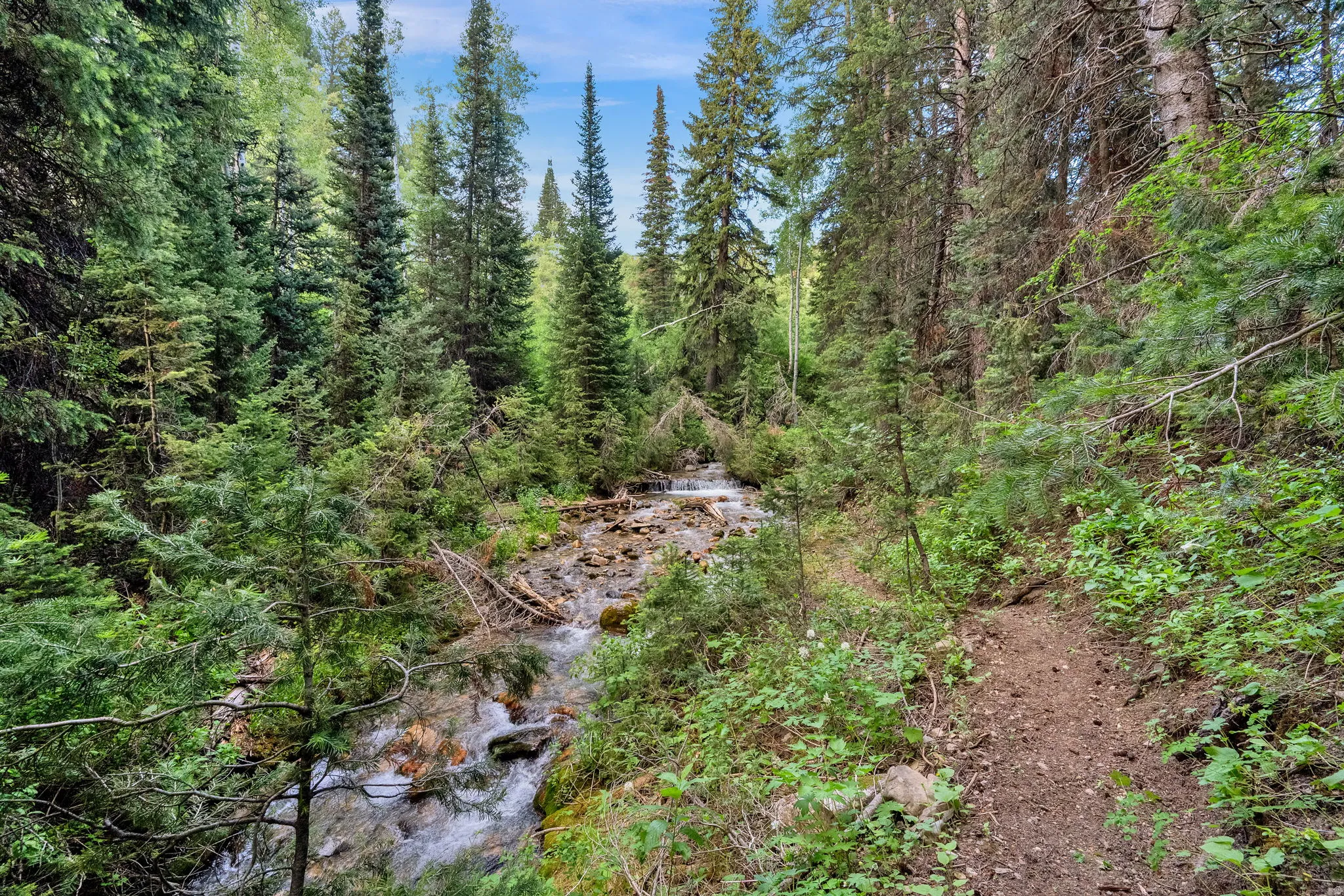 Wooded property featuring a natural stream and a winding dirt path