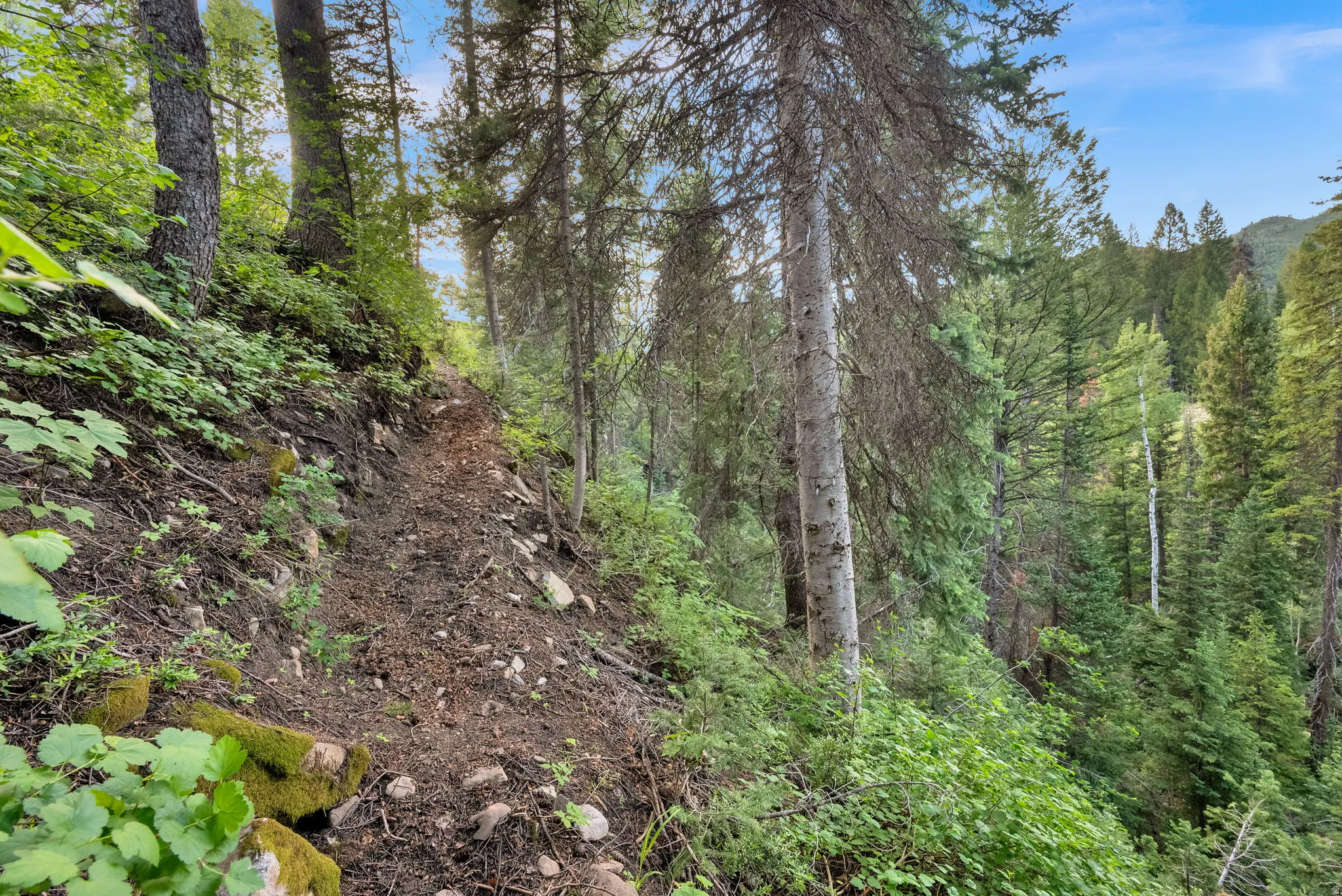 Natural landscape featuring a sloped terrain, abundant mature trees, dense green foliage, and a visible dirt path
