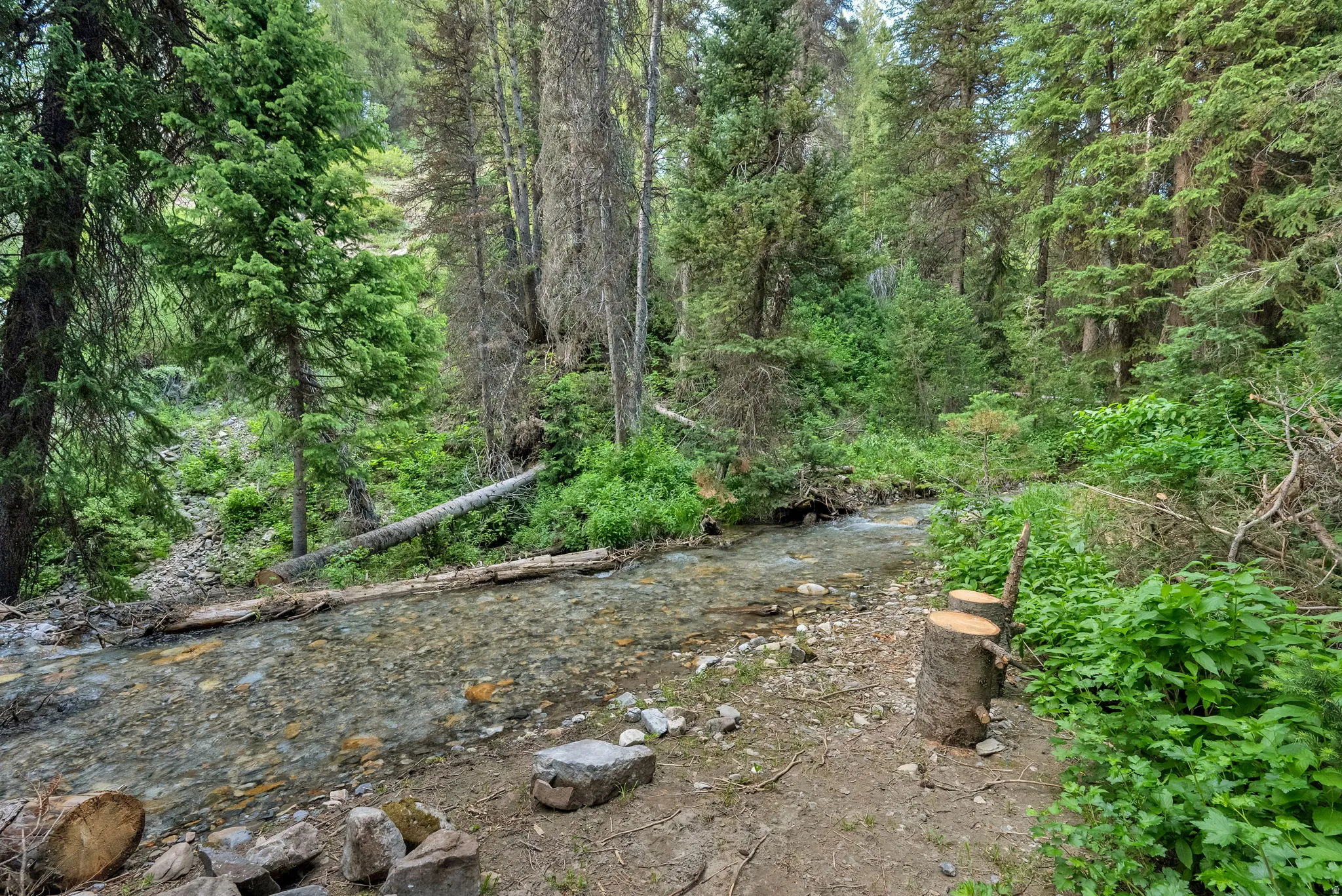 Wooded surroundings featuring a clear flowing stream