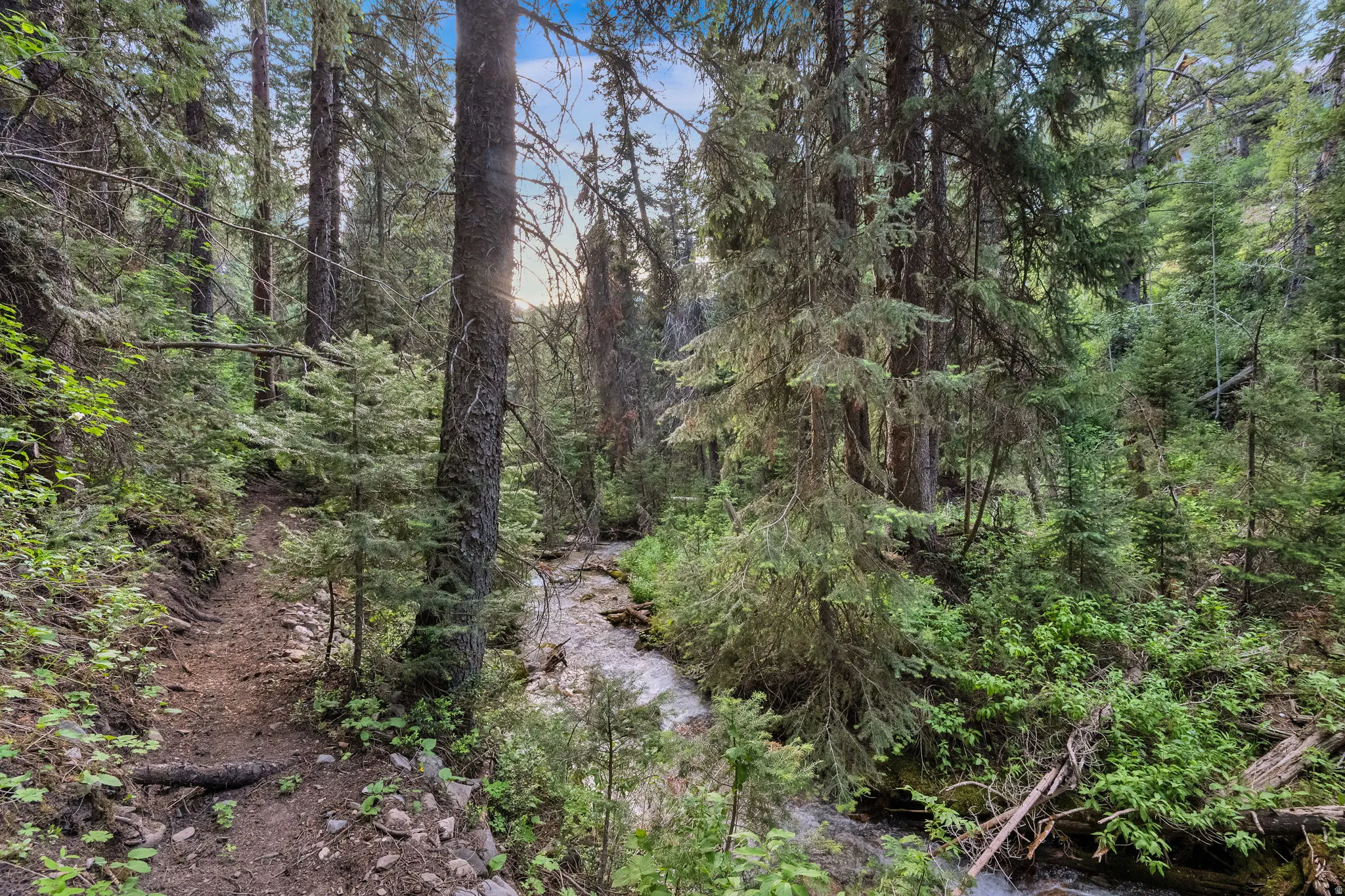 Wooded natural landscape featuring mature evergreen trees, a flowing stream, and an established dirt path