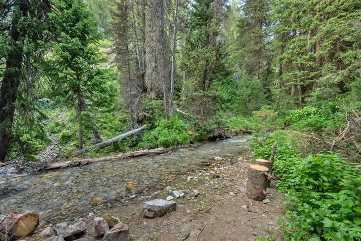 Wooded surroundings featuring a clear flowing stream