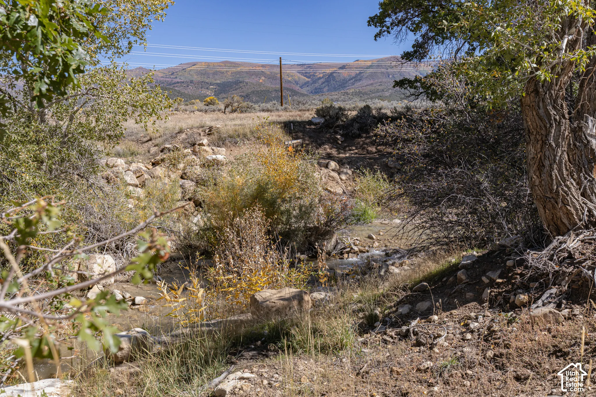 Natural landscape with a visible stream, established trees, and varied foliage