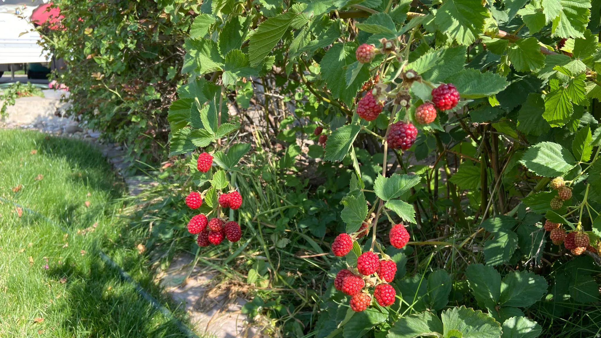 Blackberry Bush