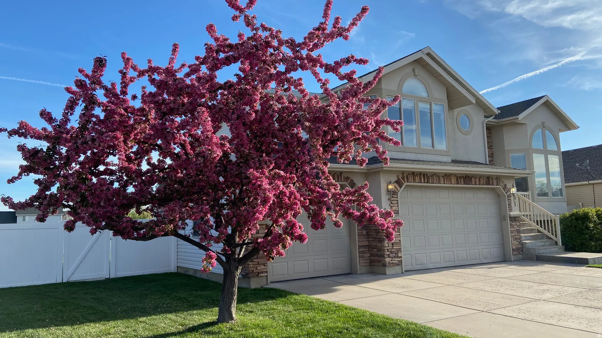 Beautiful Crabapple Tree