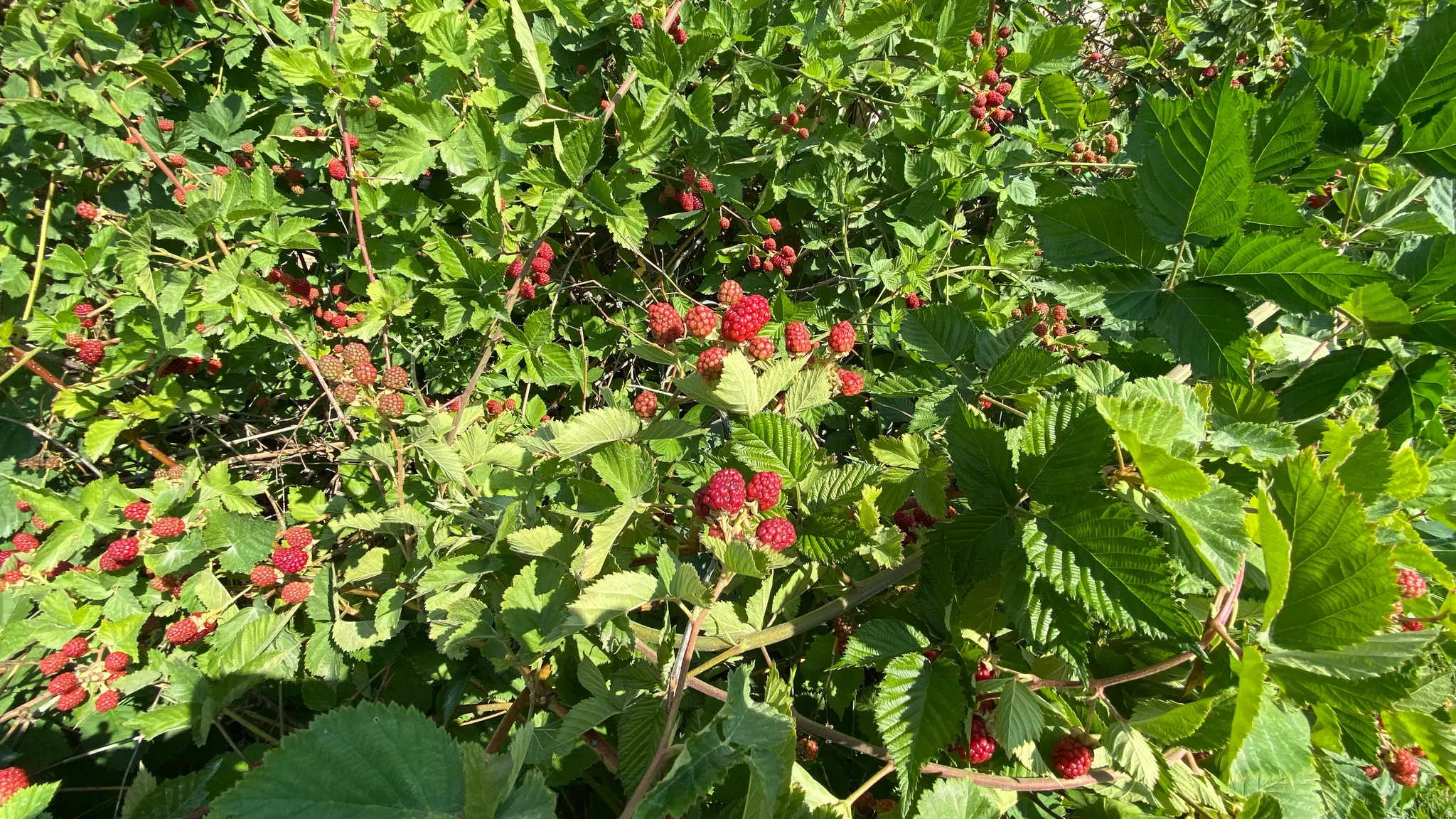 Blackberry Bush