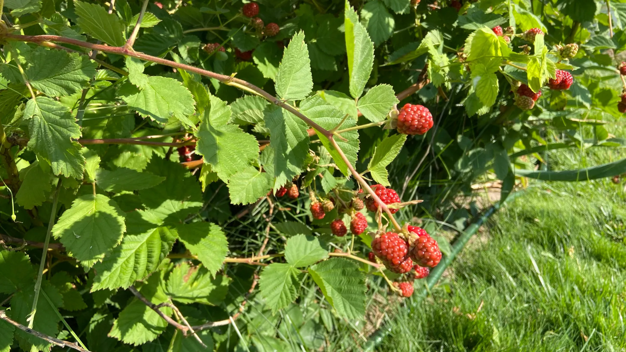 Blackberry Bush