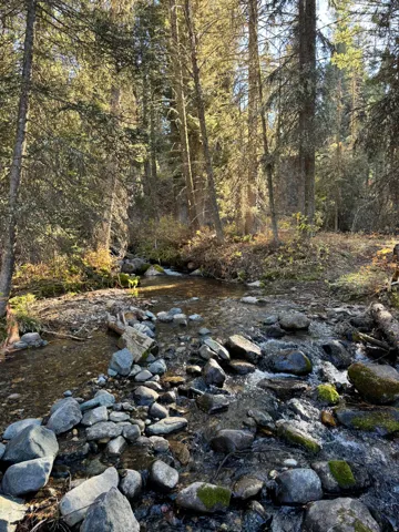 View of woods
