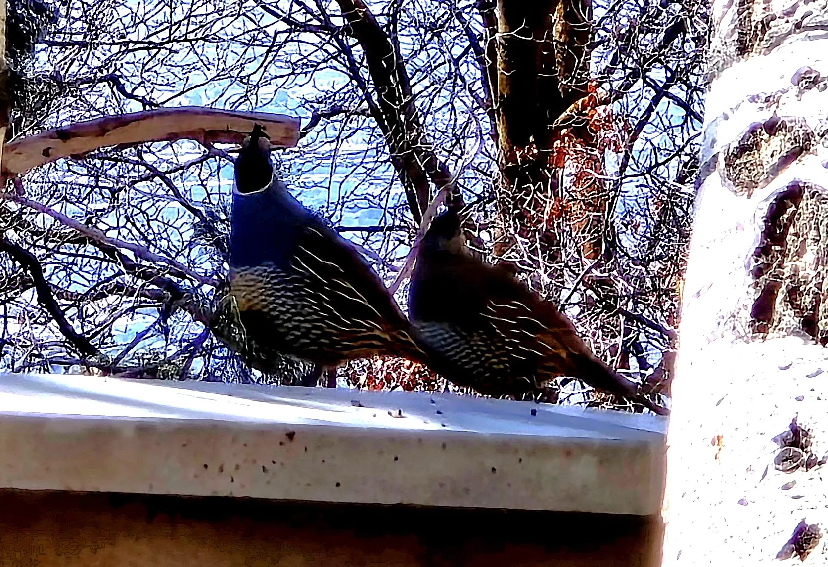 Wildlife includes these quail.