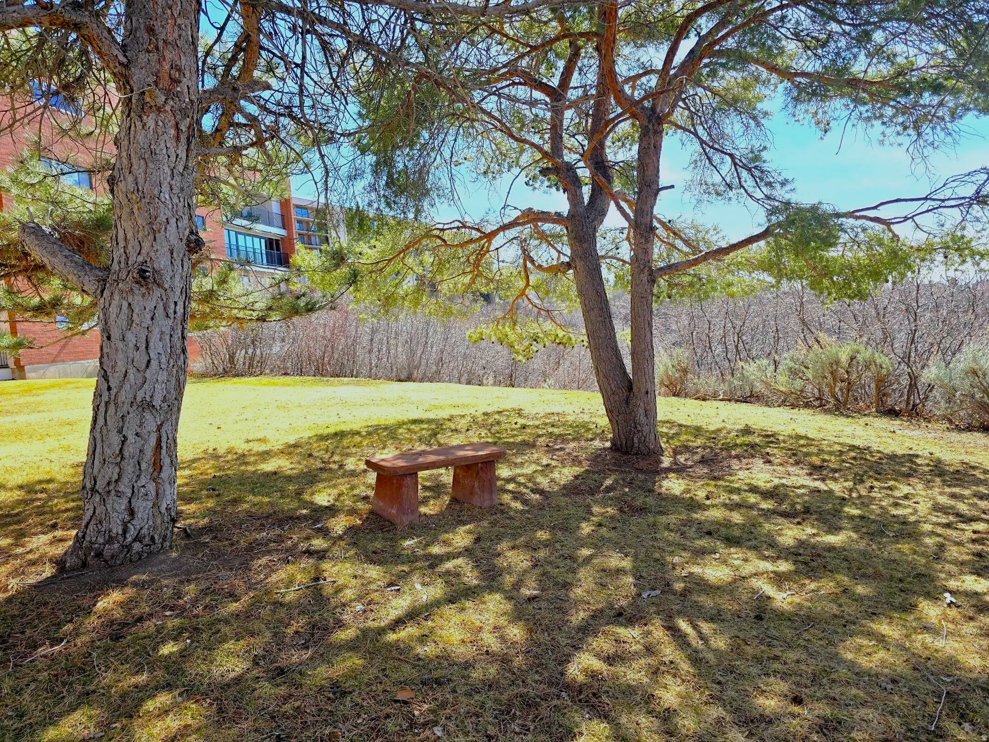 View of grassy yard and stone bench under pines.