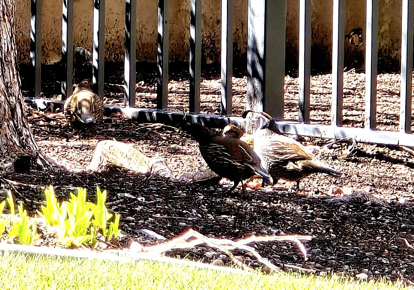 Wildlife includes these quail.
