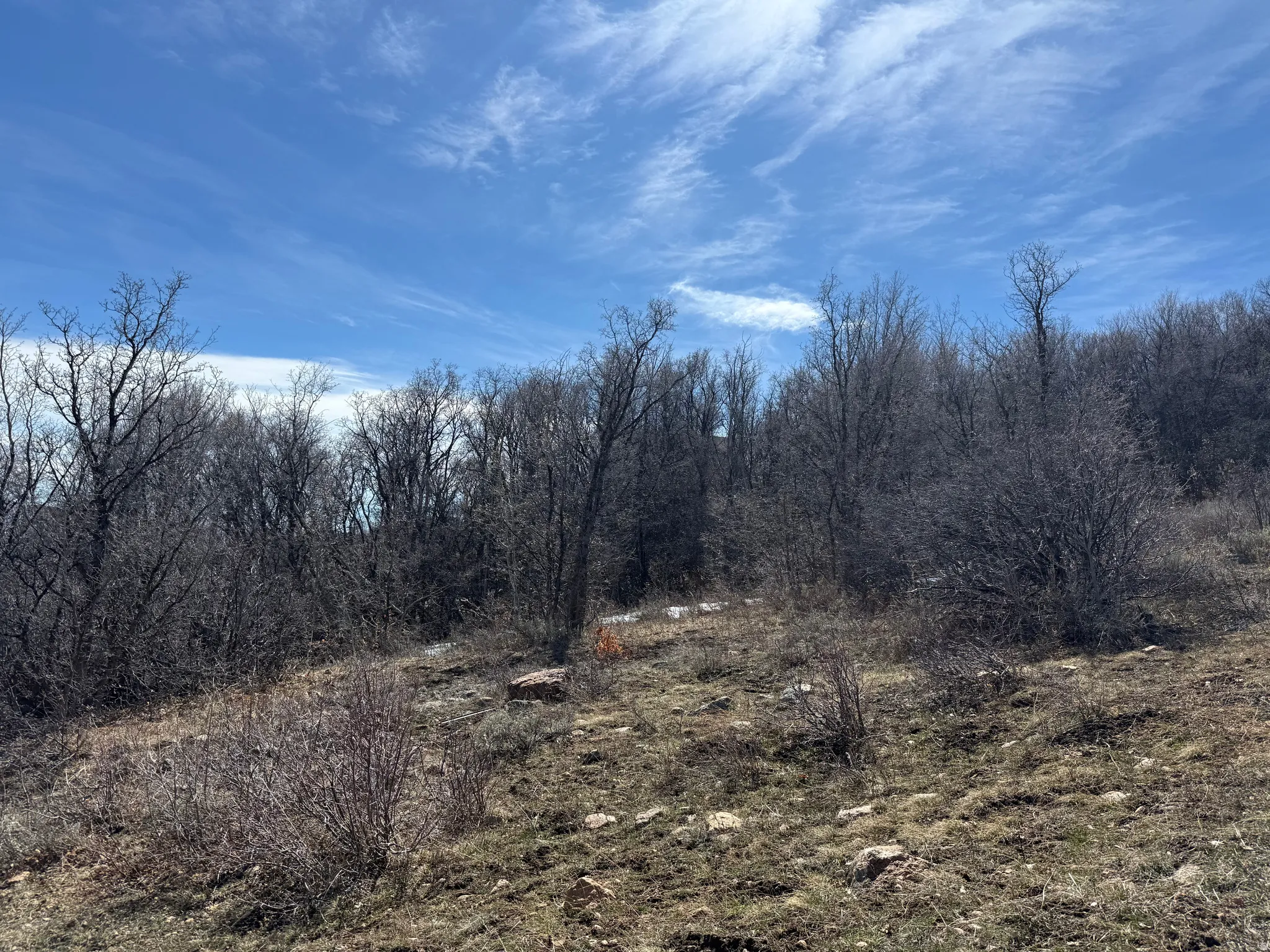 View of nature