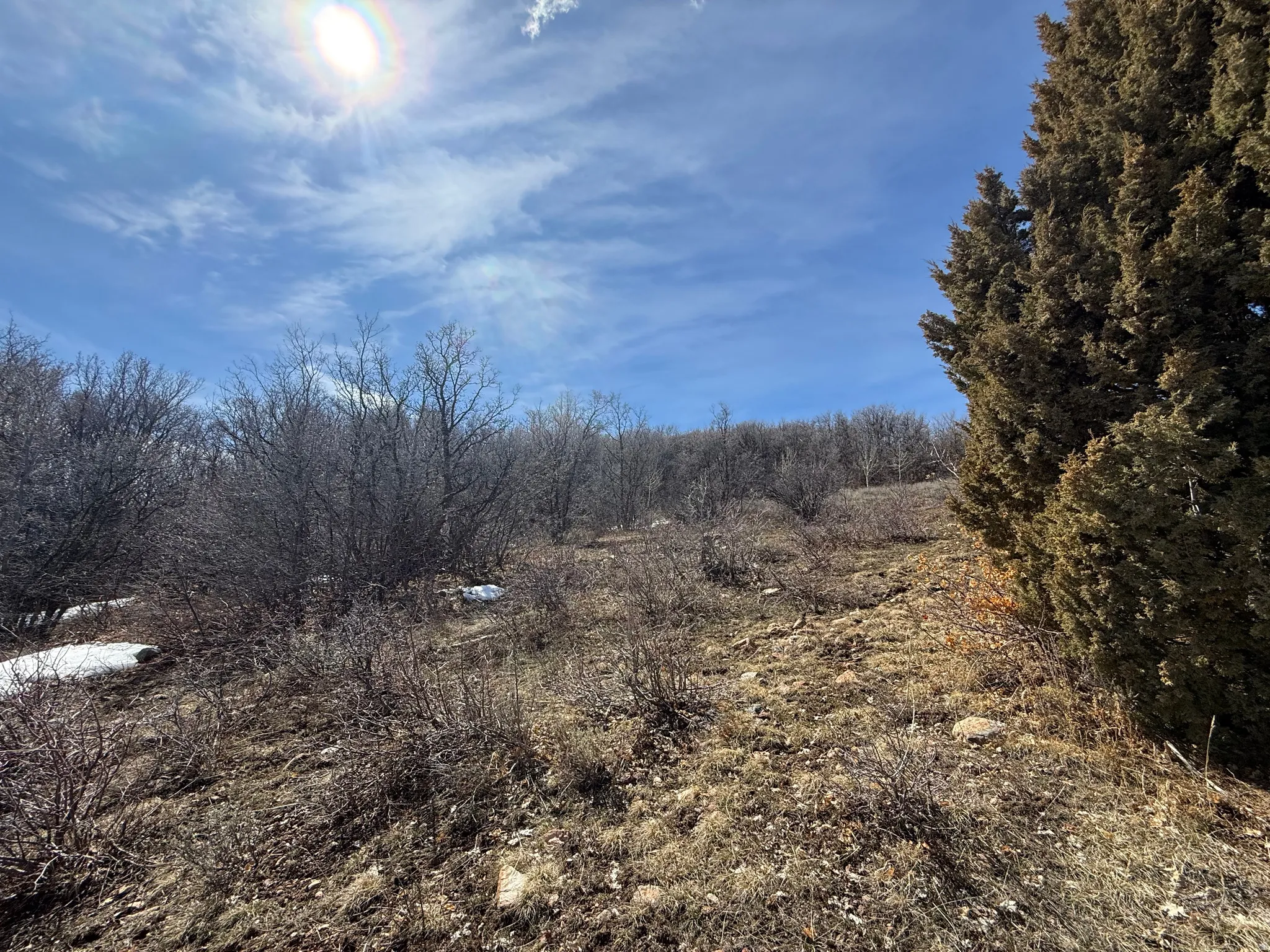View of local wilderness