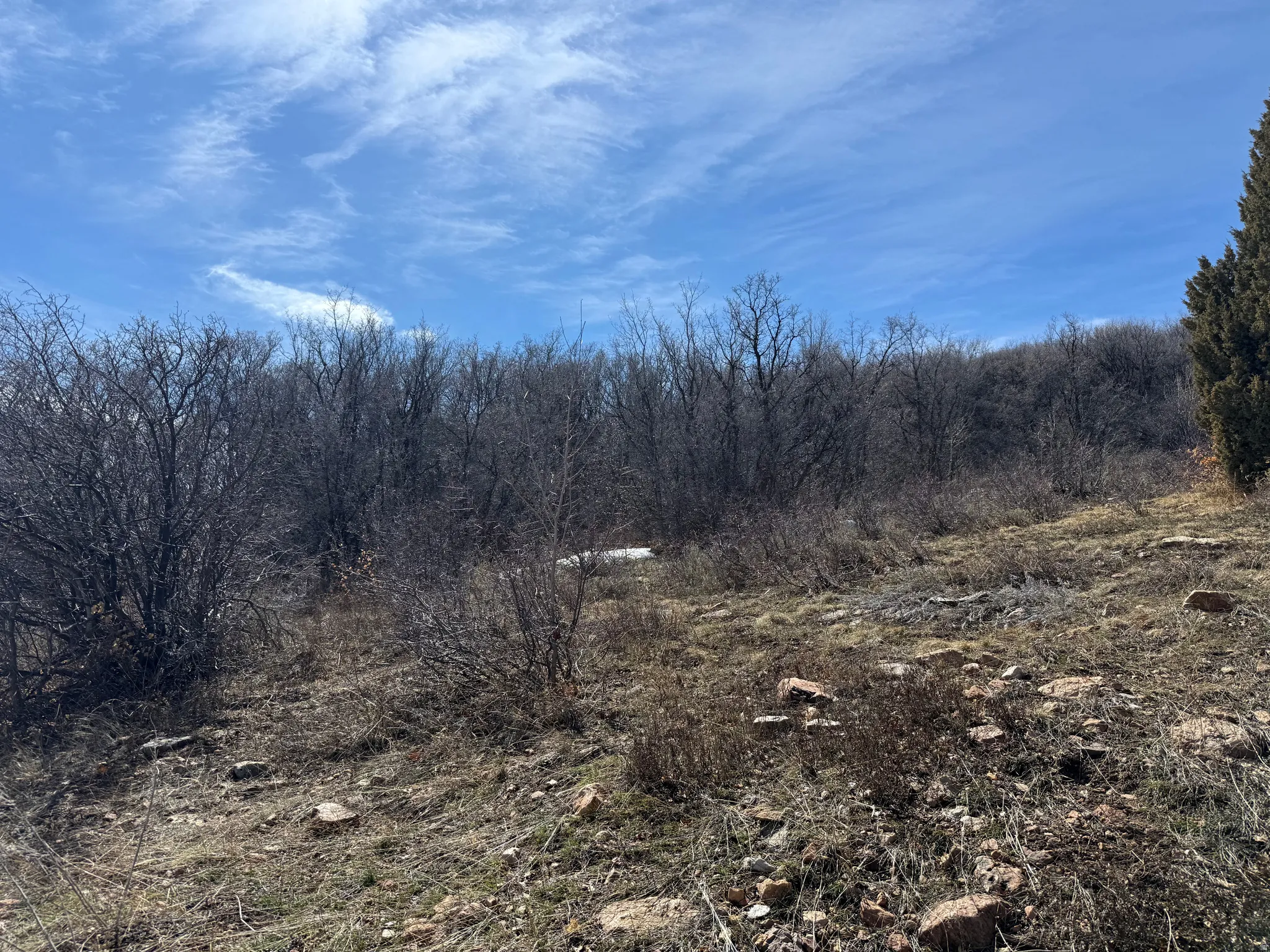 View of local wilderness
