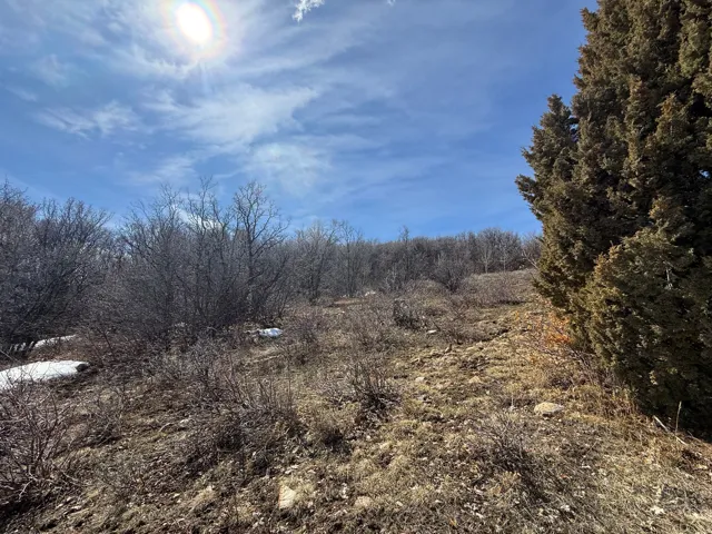View of local wilderness