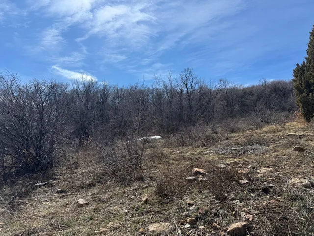 View of local wilderness
