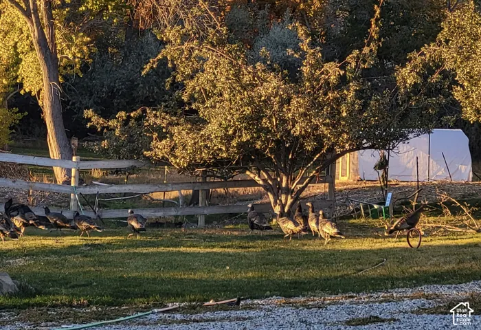 View of green lawn