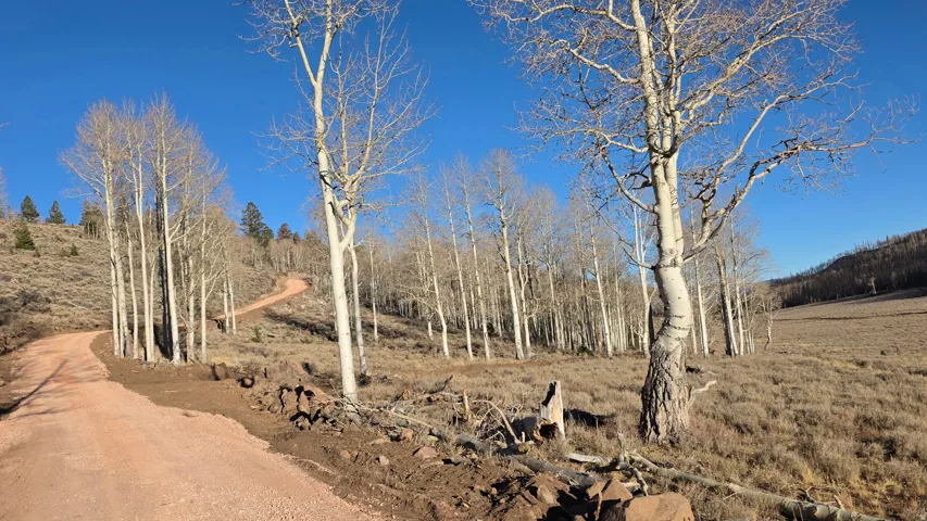 View of local wilderness