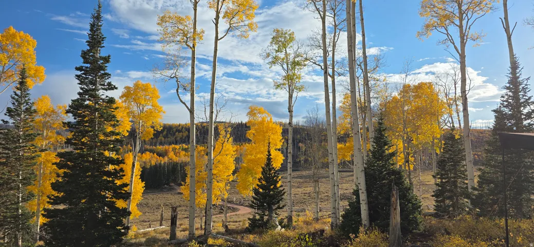 Mountain view with a heavily wooded area