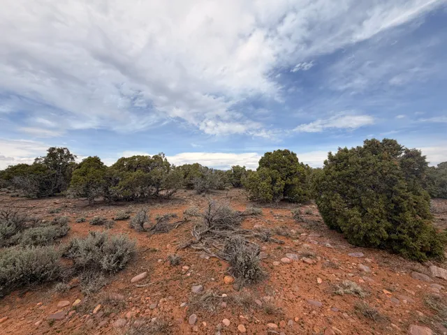 View of local wilderness