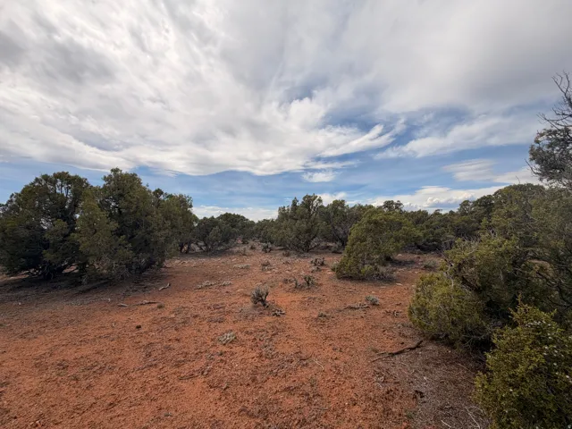 View of local wilderness