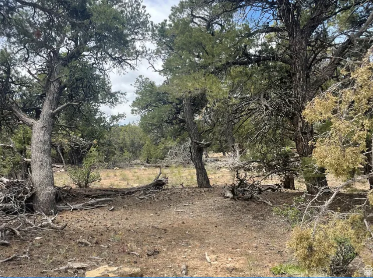 View of local wilderness