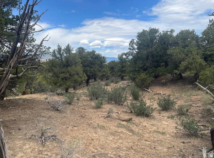 View of local wilderness