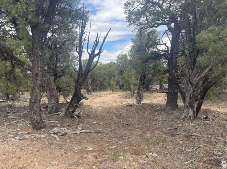 View of local wilderness