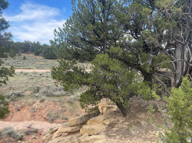 View of nature