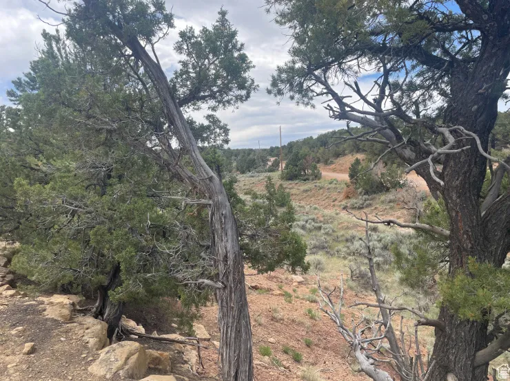 View of nature