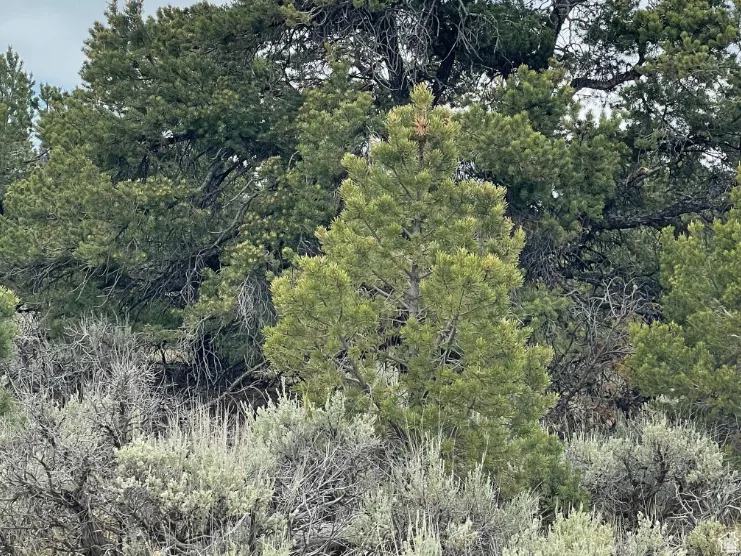View of woods