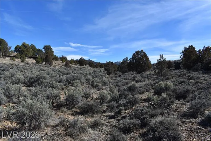 View of local wilderness