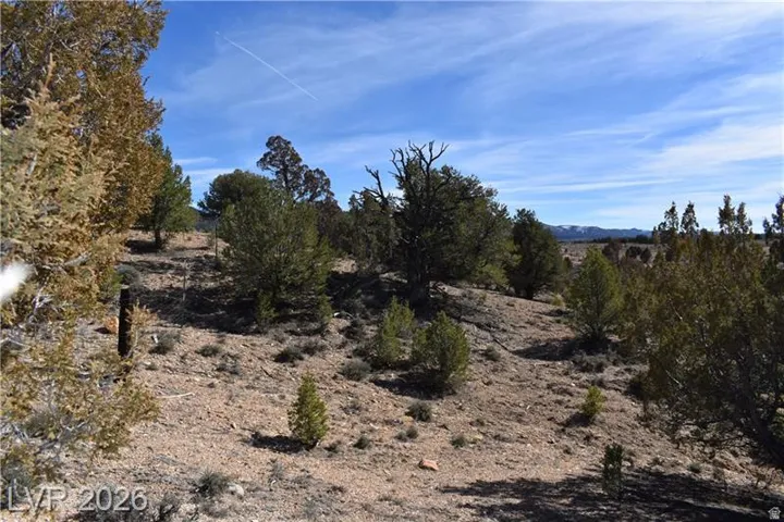View of local wilderness