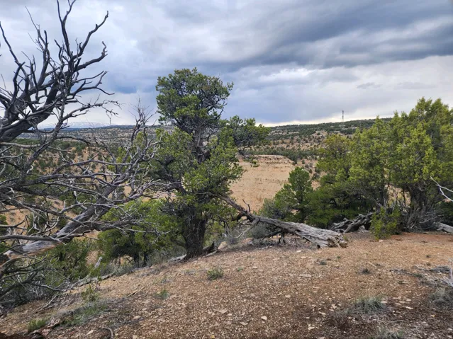 View of local wilderness