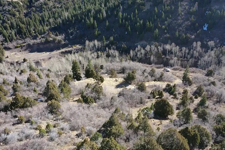 Drone / aerial view of a forest