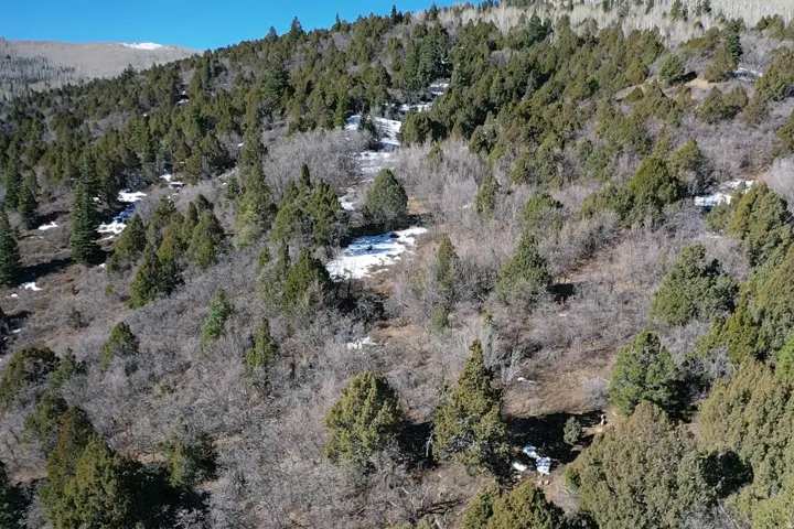 Bird's eye view of a forest