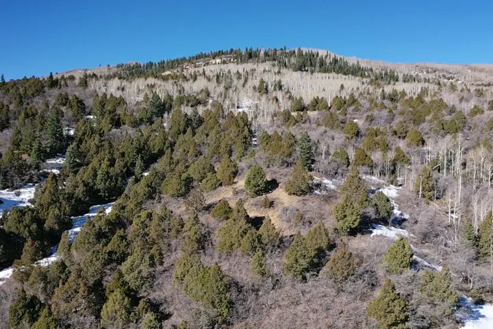 Drone / aerial view of a heavily wooded area