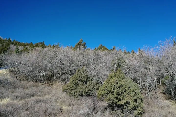 View of woods