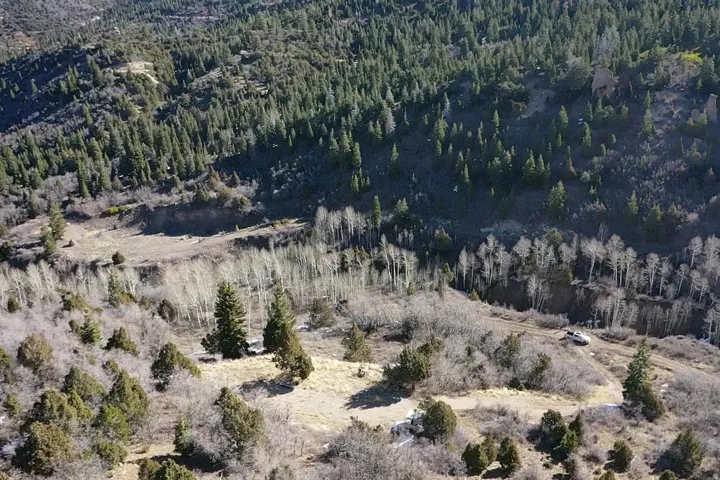 Bird's eye view of a forest