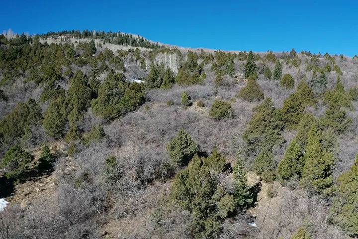 View of tree filled area