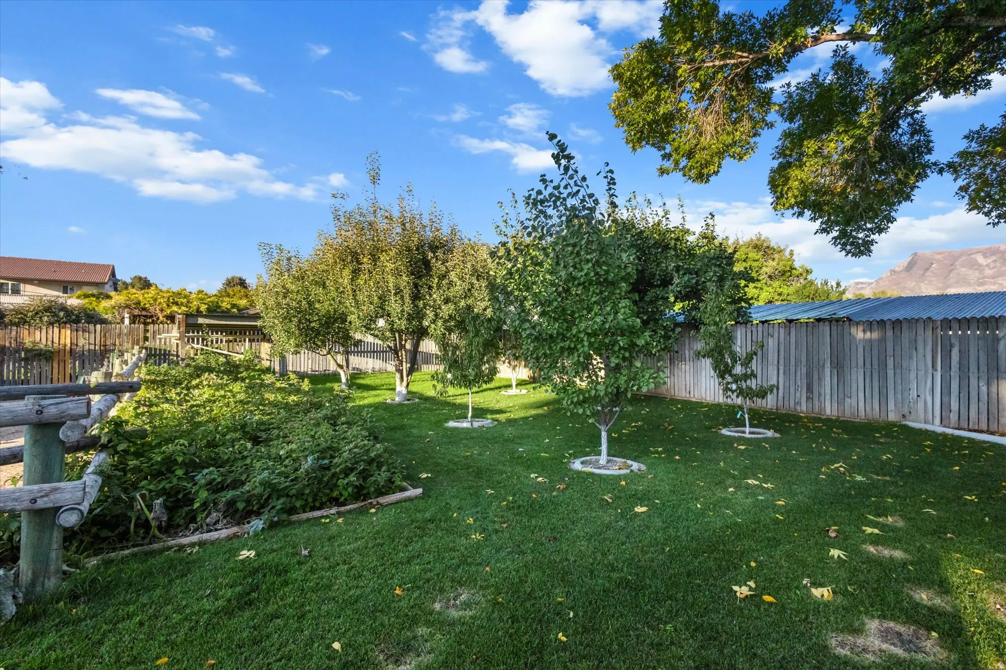 Raspberry patch and fruit trees (apricot, peach, plum, pear, red and green apple)