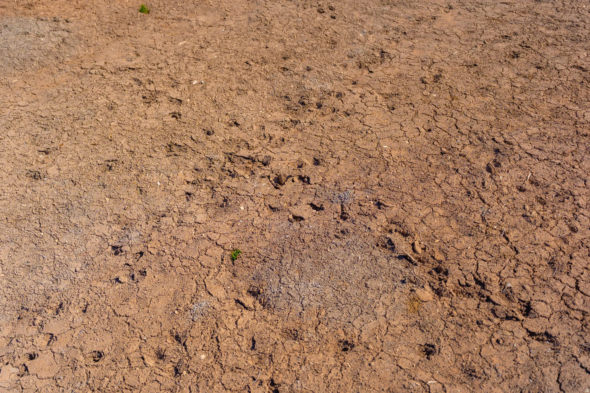 tracks