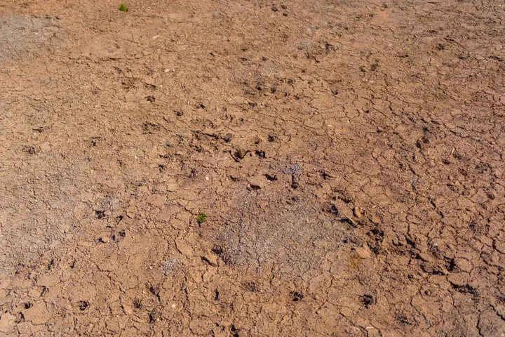 tracks