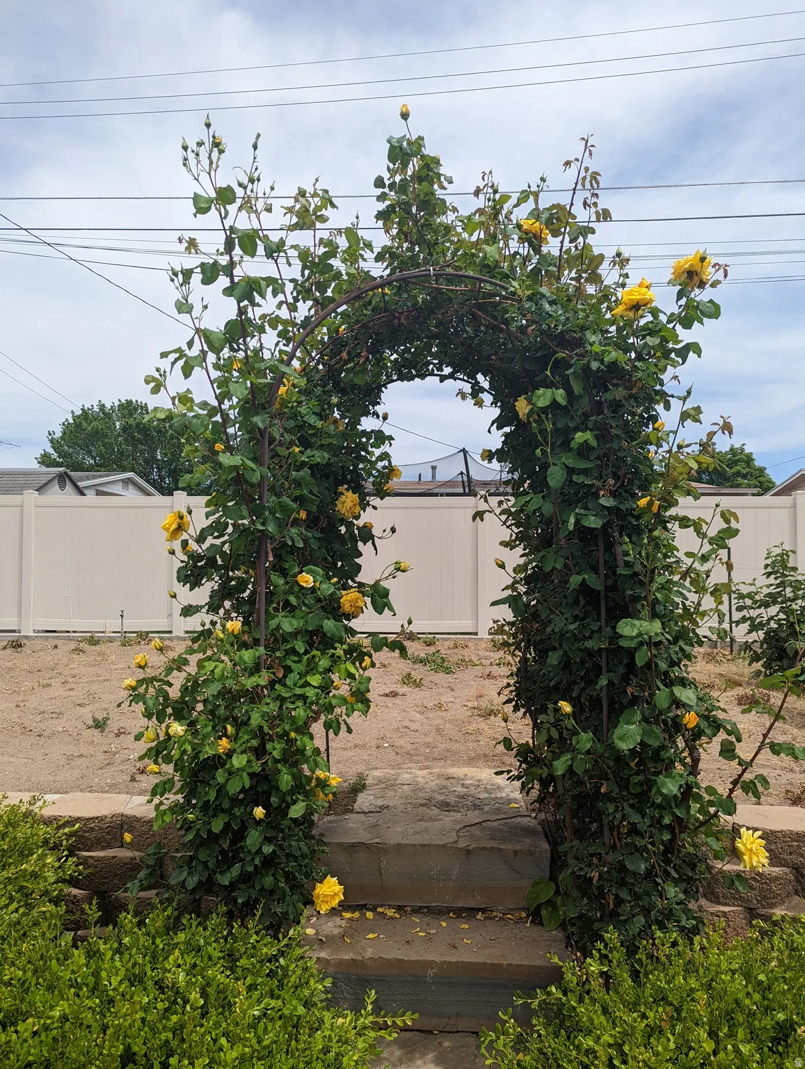 View of fenced yard